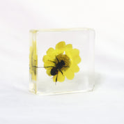 Bee and Flower Specimen