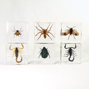 Creepy Crawlers Specimen Set