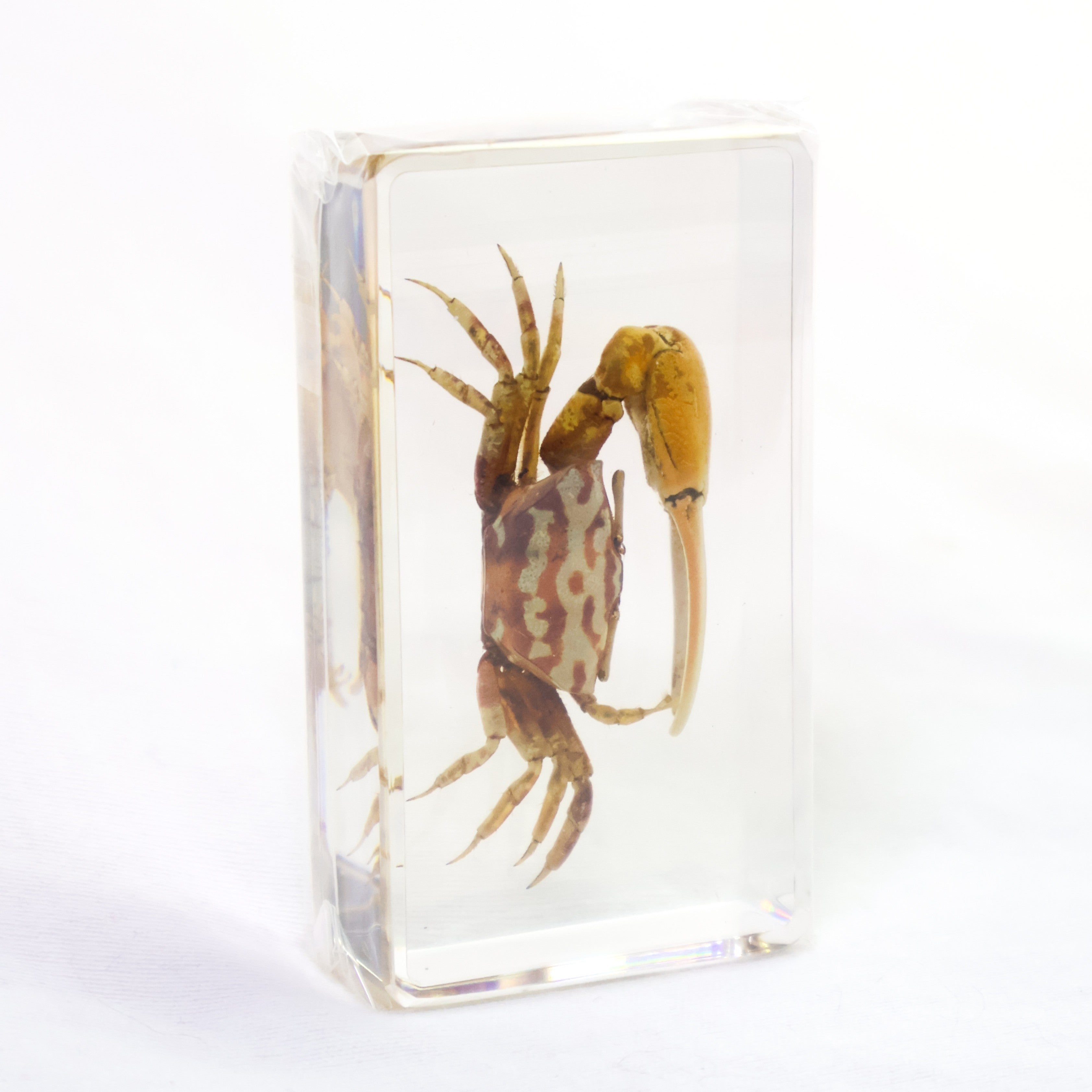 FiddlerCrab-1_1.jpg