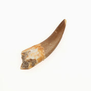 Plesiosaur Tooth Fossil