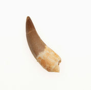 Plesiosaur Tooth Fossil