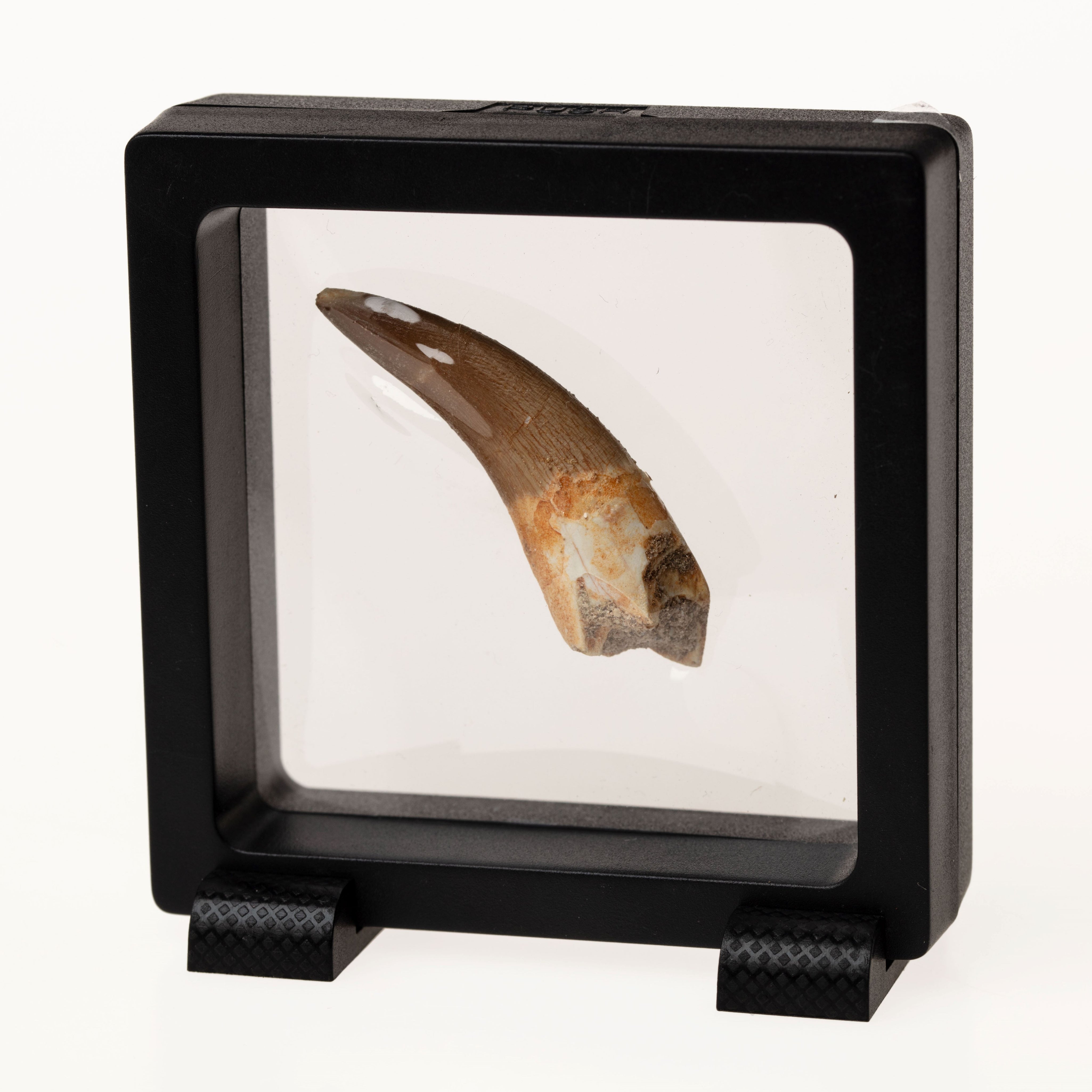 Plesiosaur Tooth Fossil