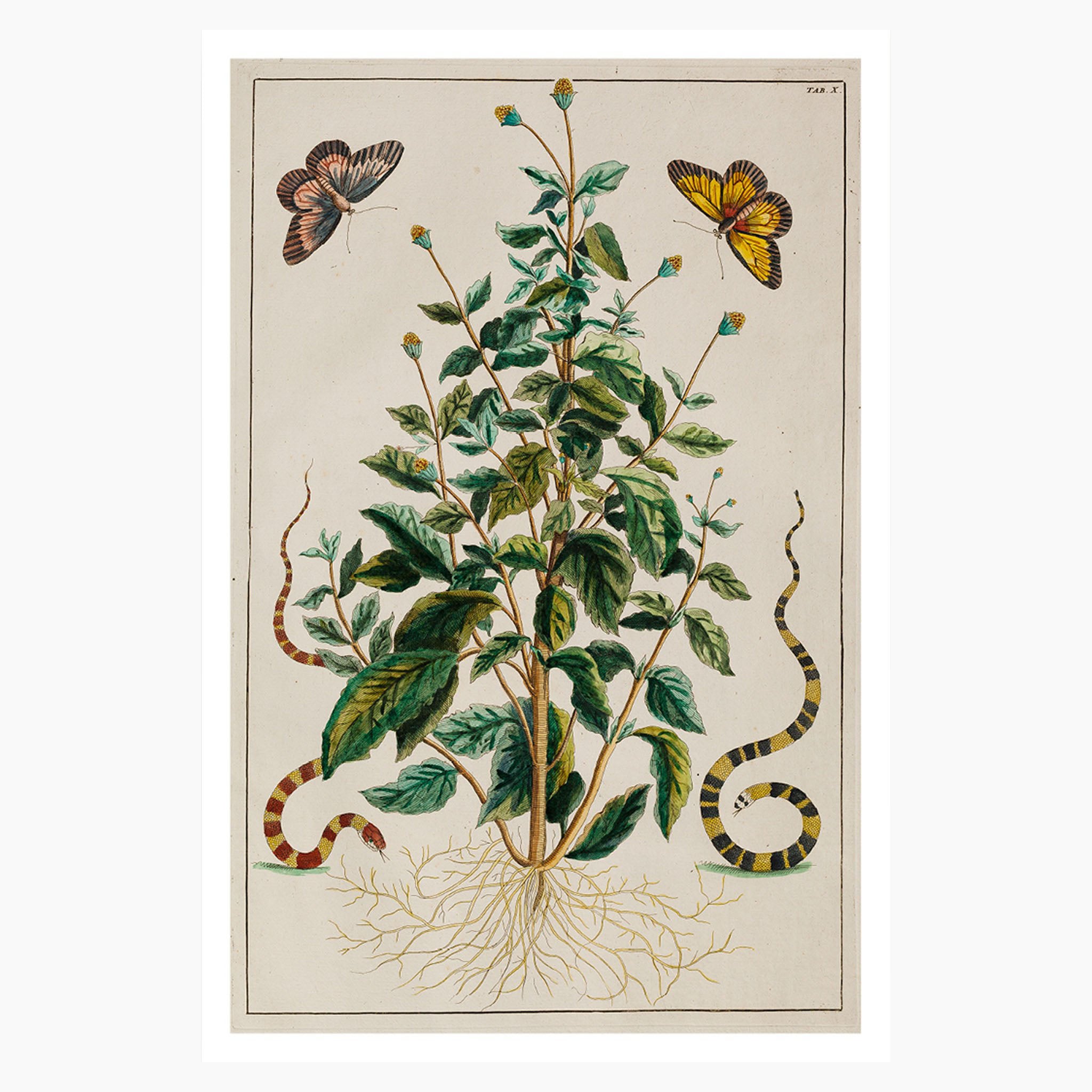 LocupletissimiRerumNaturaliumThesauriAccurataDescriptioPlate10Postcard_da7599c0-b489-40bb-9630-243043d4efb0.jpg
