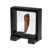 Spinosaurus Tooth Fossil
