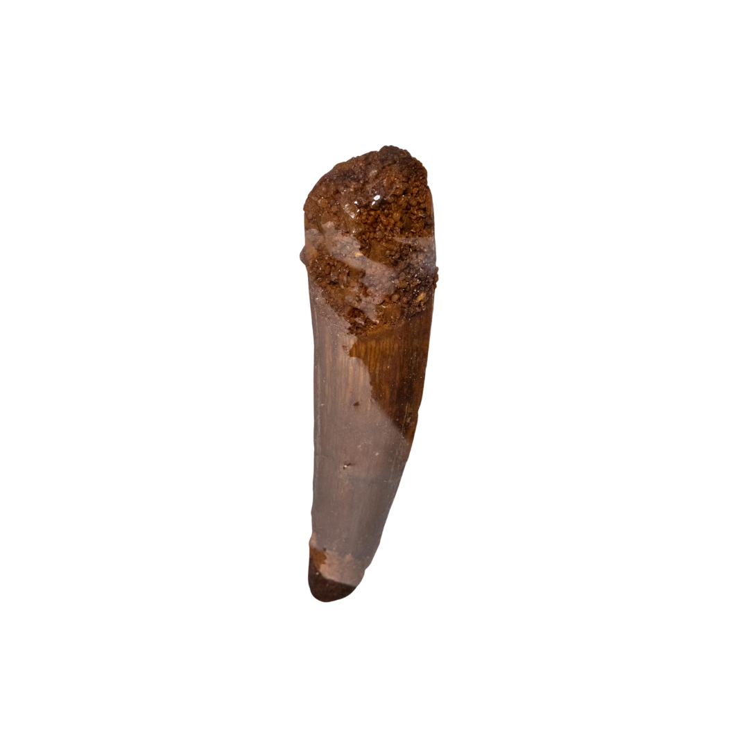 Spinosaurus Tooth Fossil