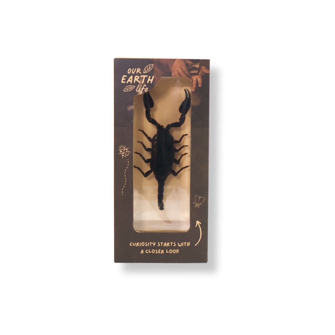 Black Scorpion Specimen