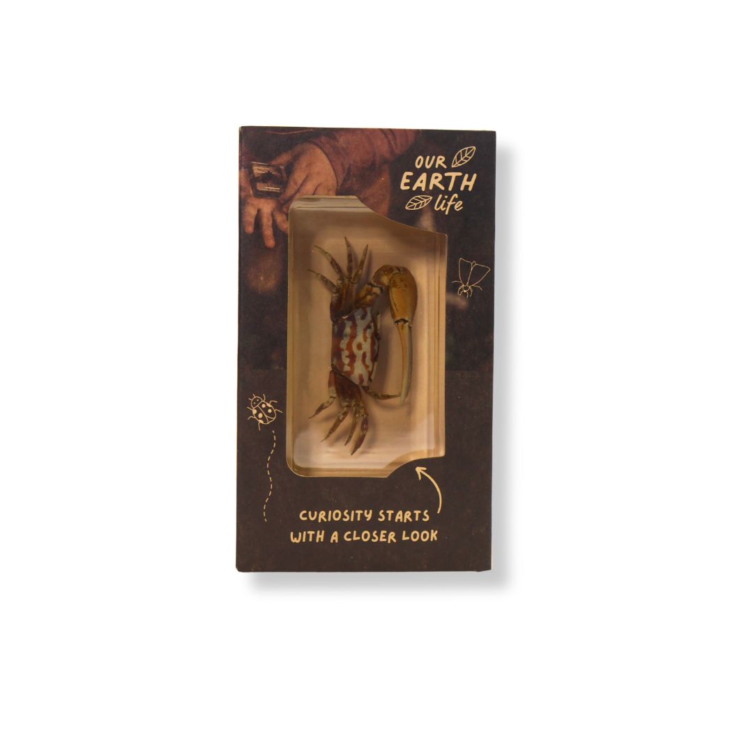 Fiddler Crab Specimen