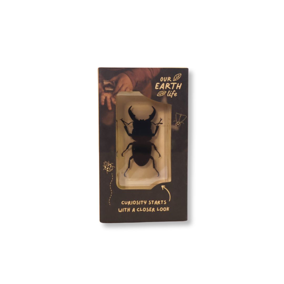 Stag Beetle Specimen