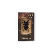 Stag Beetle Specimen
