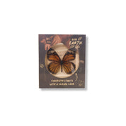 Common Tiger Butterfly Specimen