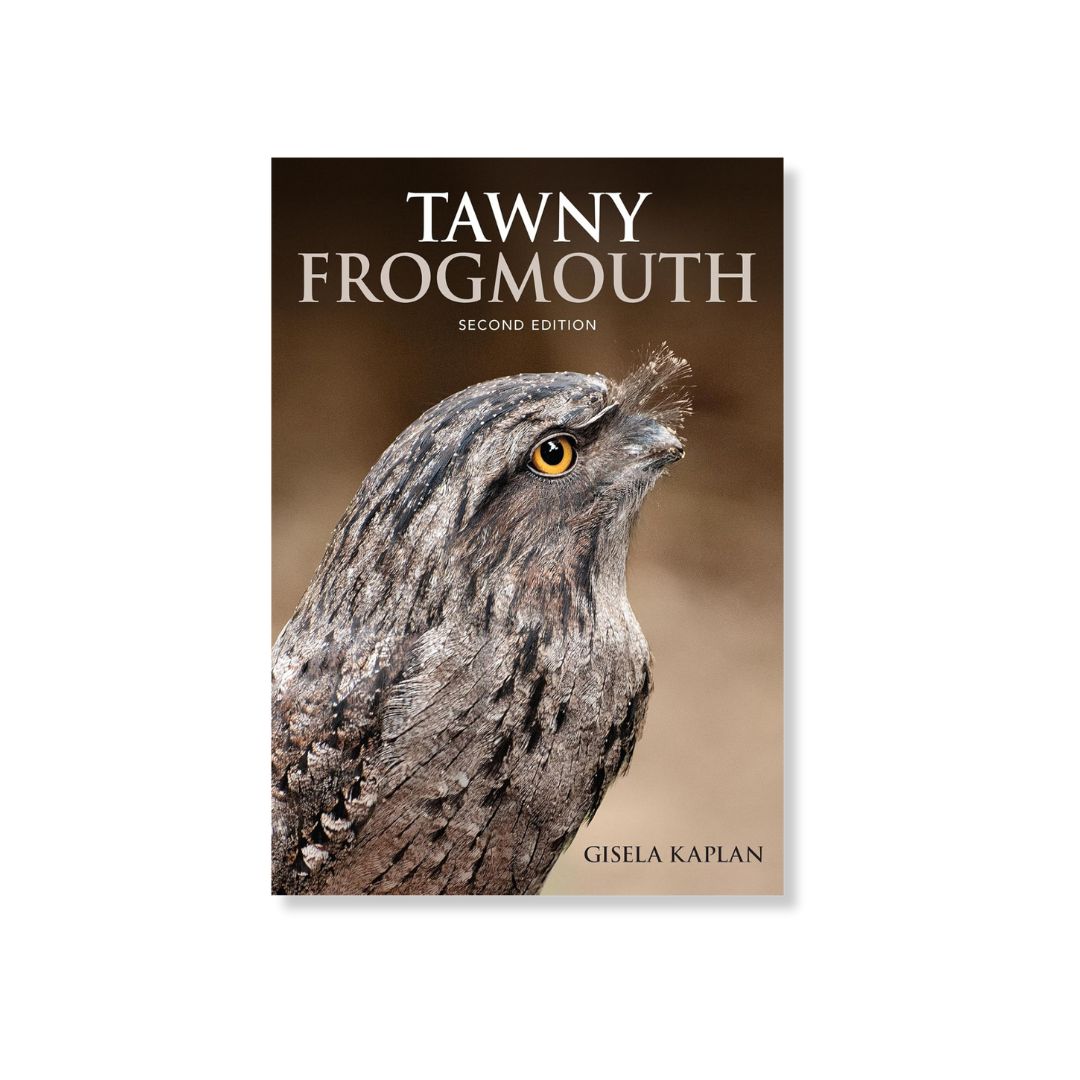Tawny Frogmouth