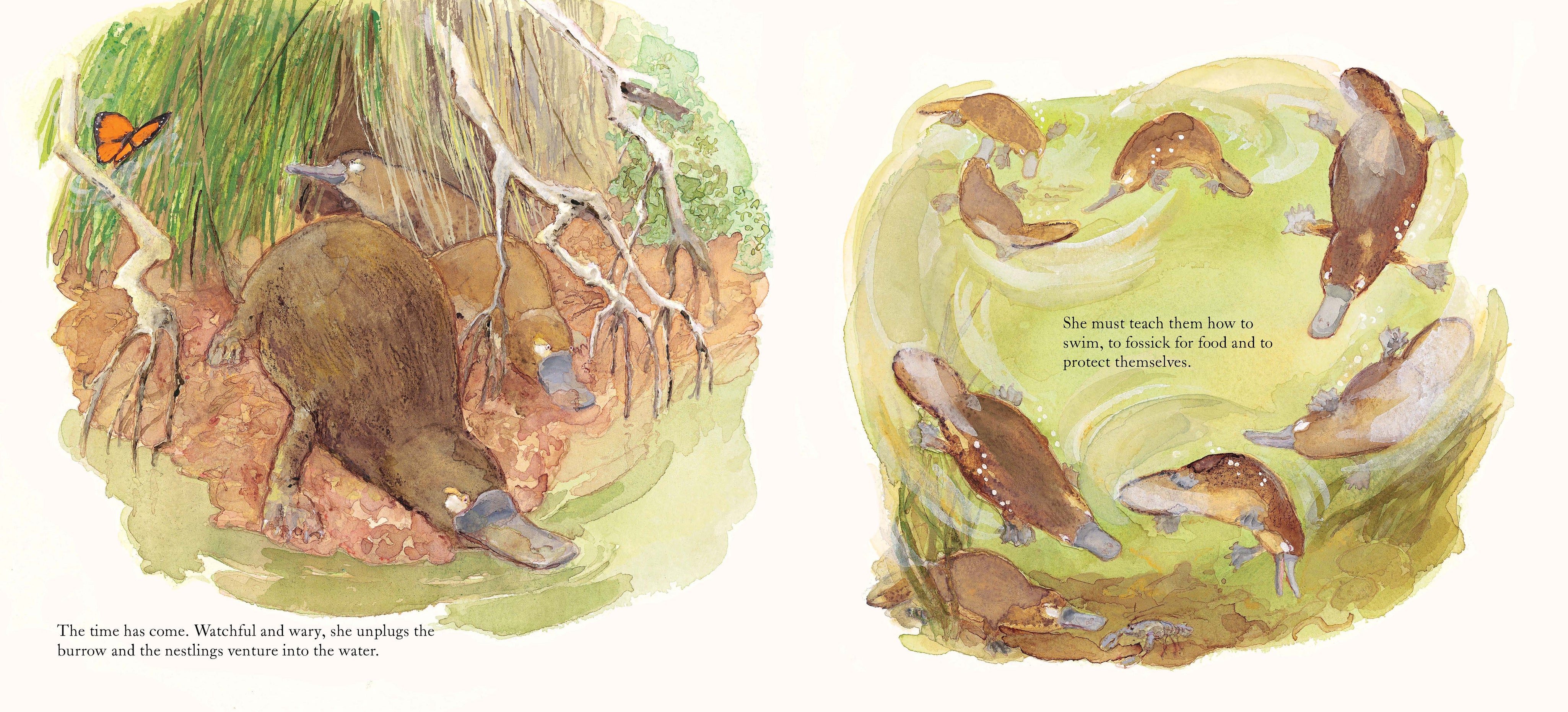 Platypus Bend