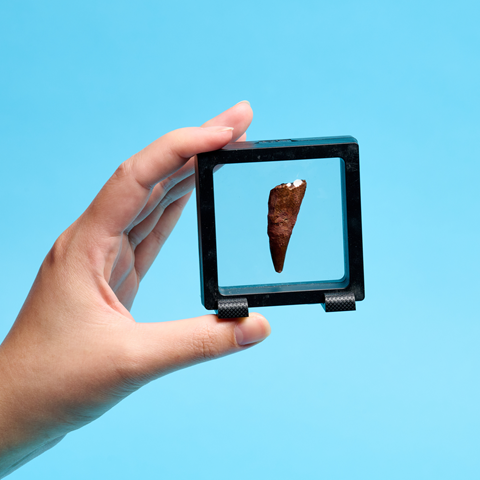 Spinosaurus Tooth Fossil