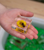 Bee and Flower Specimen