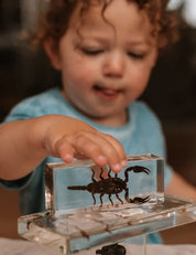 Black Scorpion Specimen