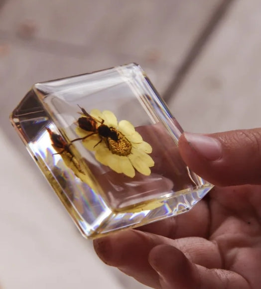 Bee and Flower Specimen