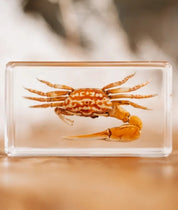 Fiddler Crab Specimen