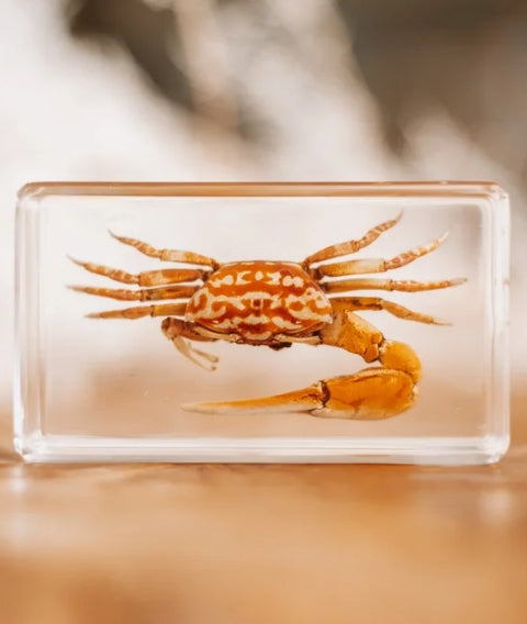Fiddler Crab Specimen