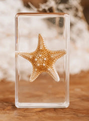 Starfish Specimen