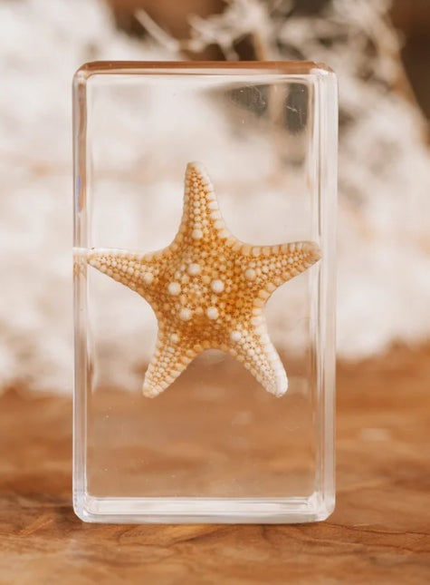 Starfish Specimen