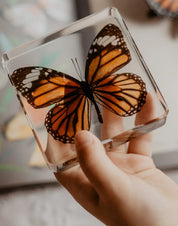 Common Tiger Butterfly Specimen