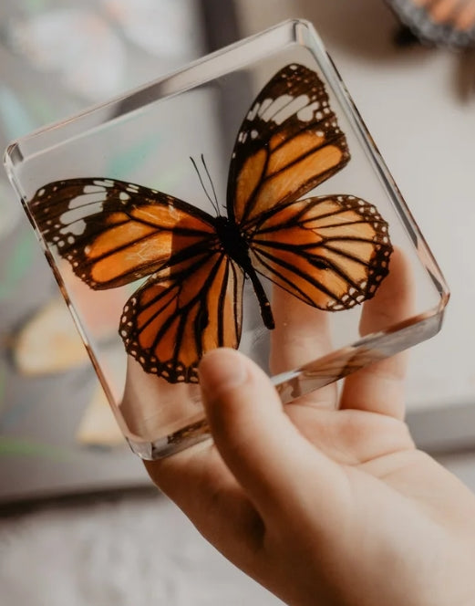 Common Tiger Butterfly Specimen