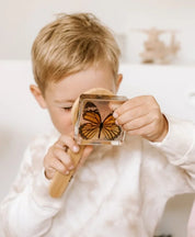 Common Tiger Butterfly Specimen