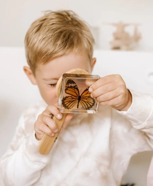 Common Tiger Butterfly Specimen