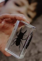 Stag Beetle Specimen
