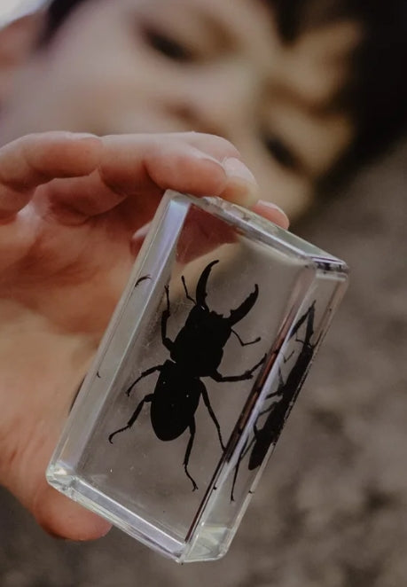 Stag Beetle Specimen