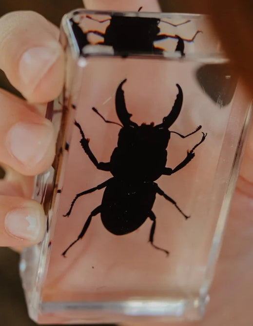 Stag Beetle Specimen