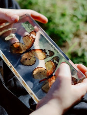 Butterfly Lifecycle Specimen Block