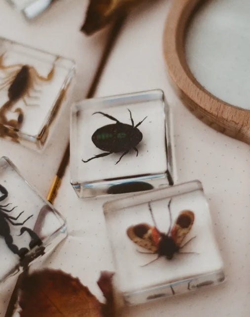 Creepy Crawlers Specimen Set