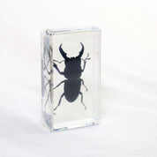 Stag Beetle Specimen