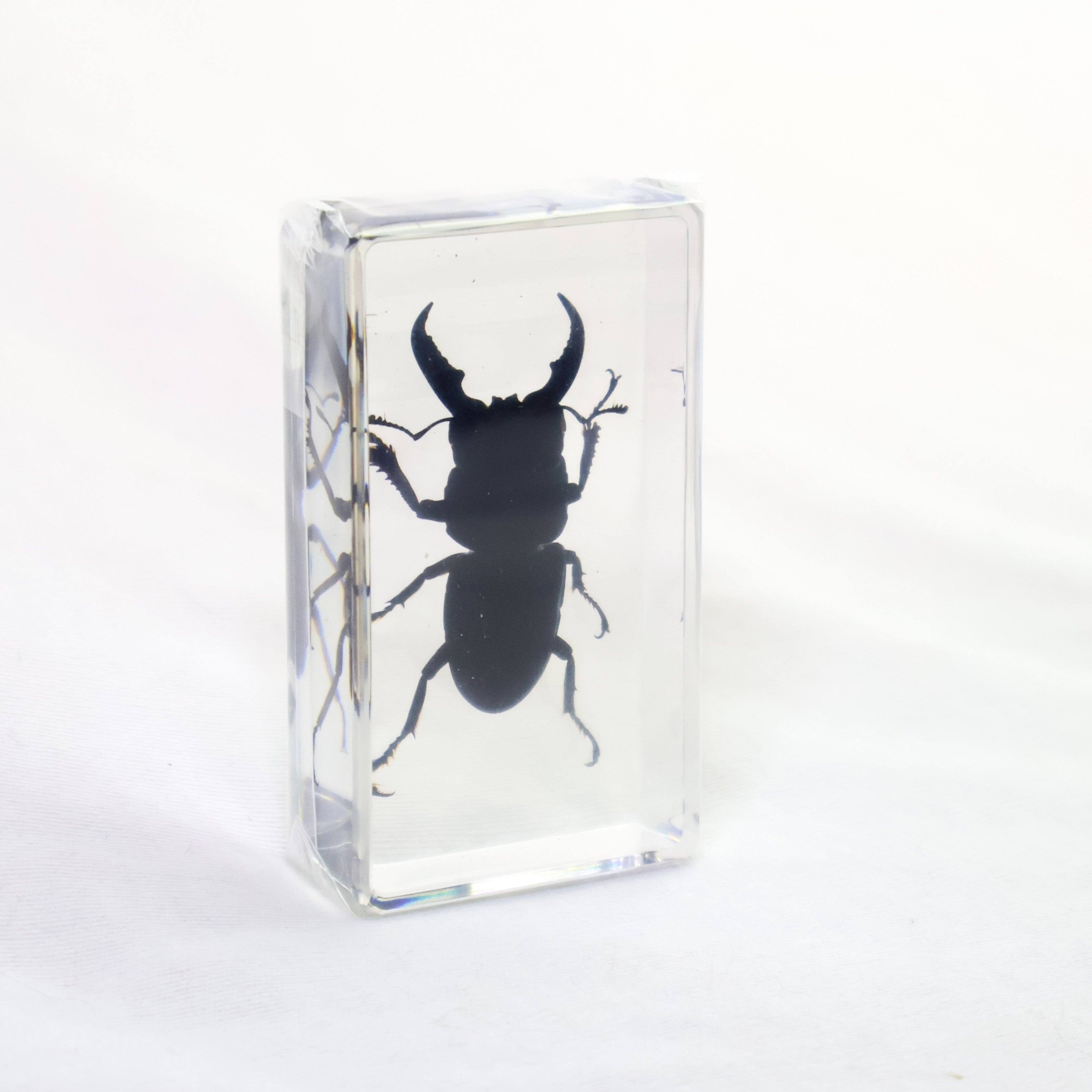 StagBeetle-2_1.jpg