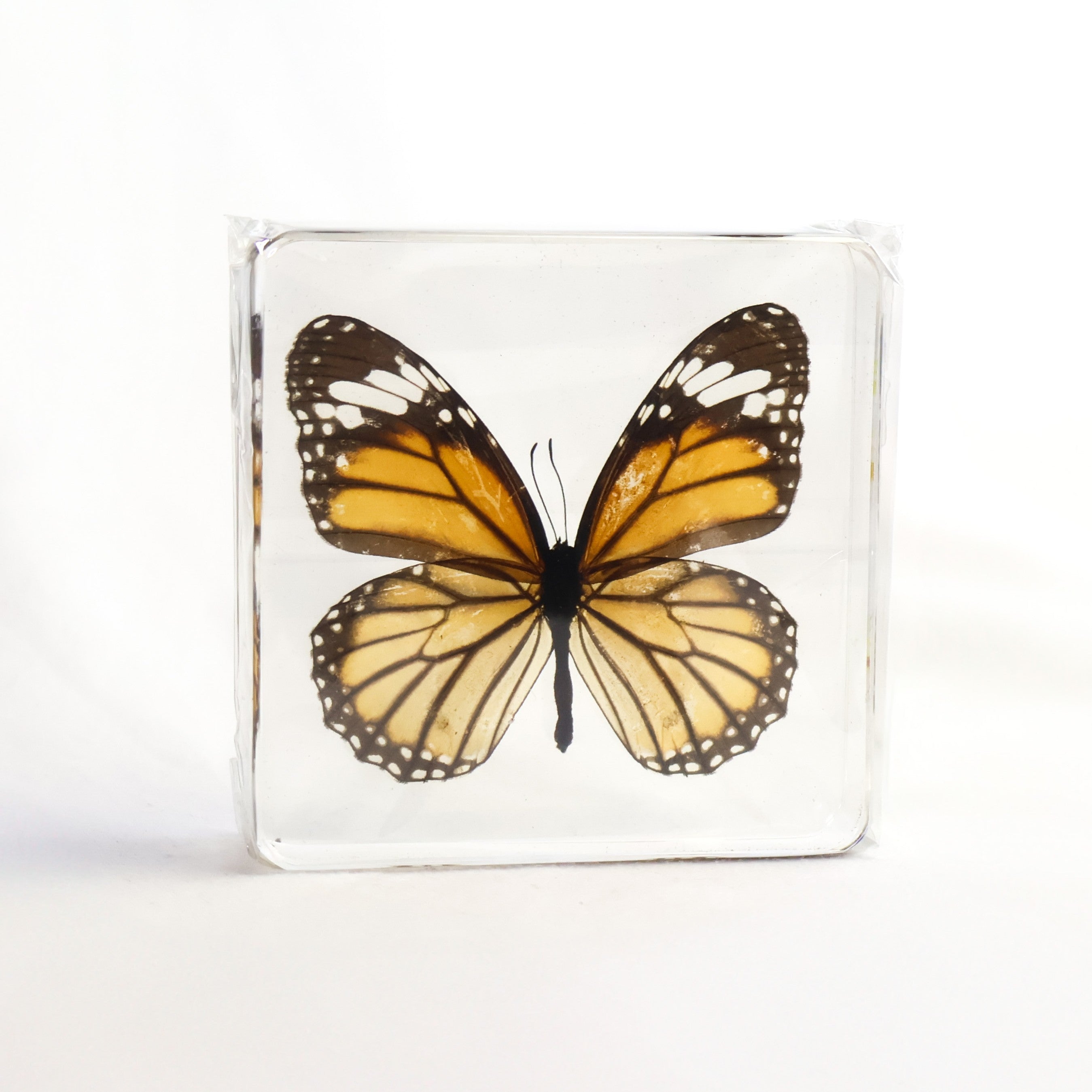 TigerButterfly-1_1.jpg