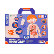 Magnetic Pad - Human Anatomy