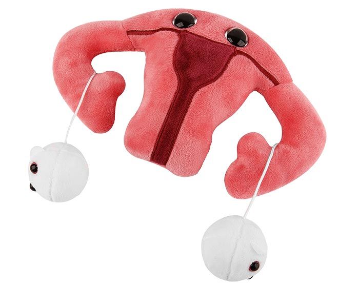 uterus-eggs_2.jpg