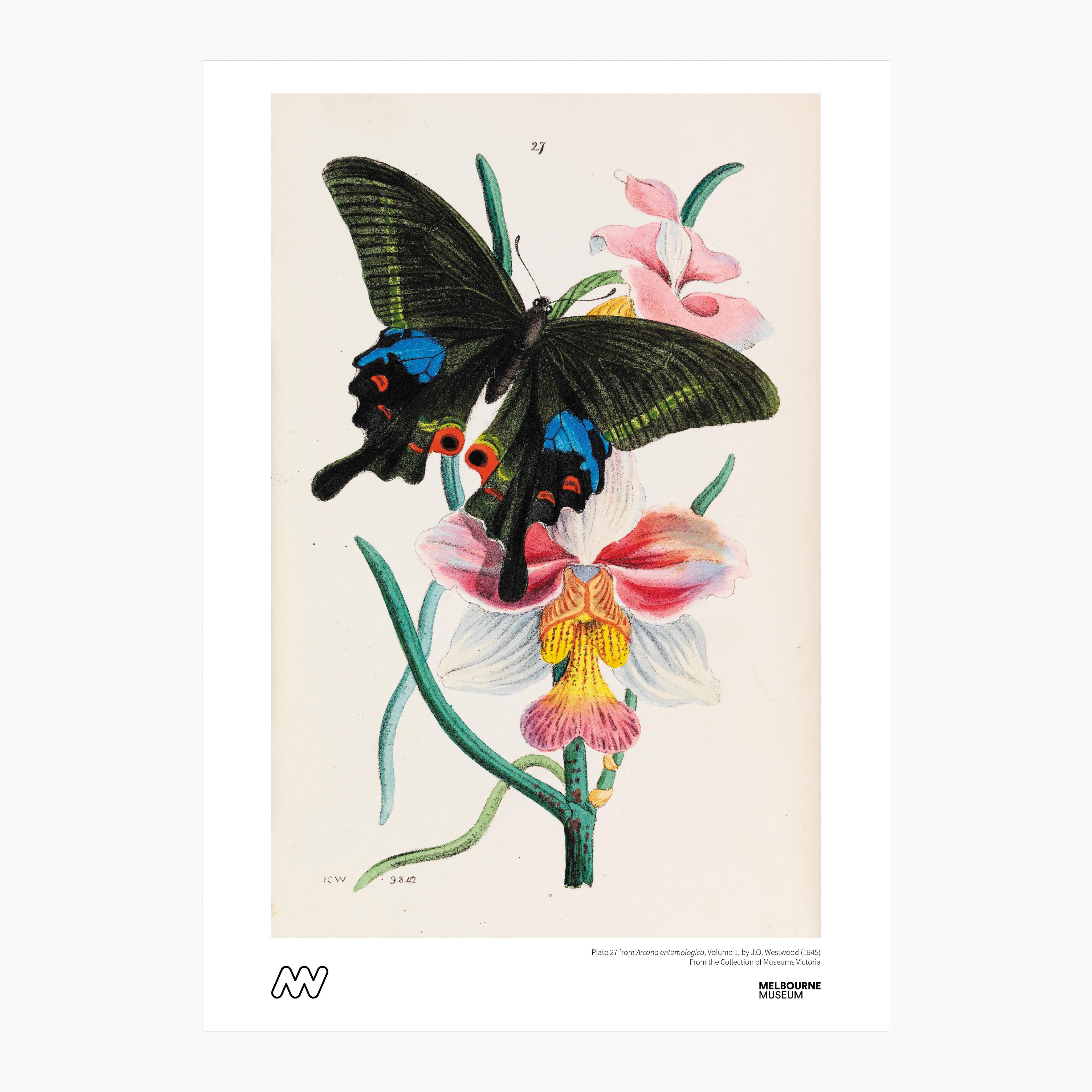 Melbourne Museum Rare Book Print - A4