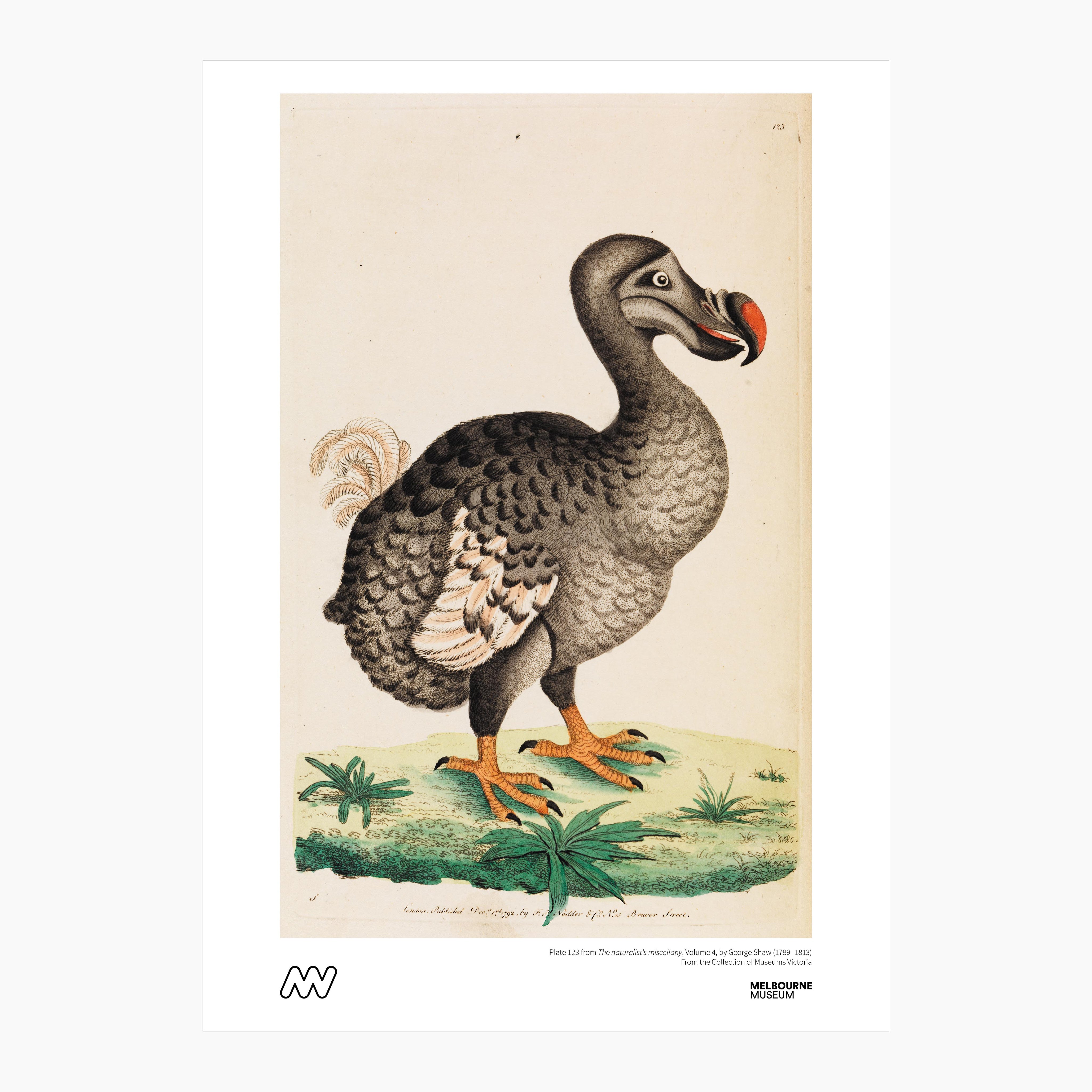 Melbourne Museum Rare Book Print - A4
