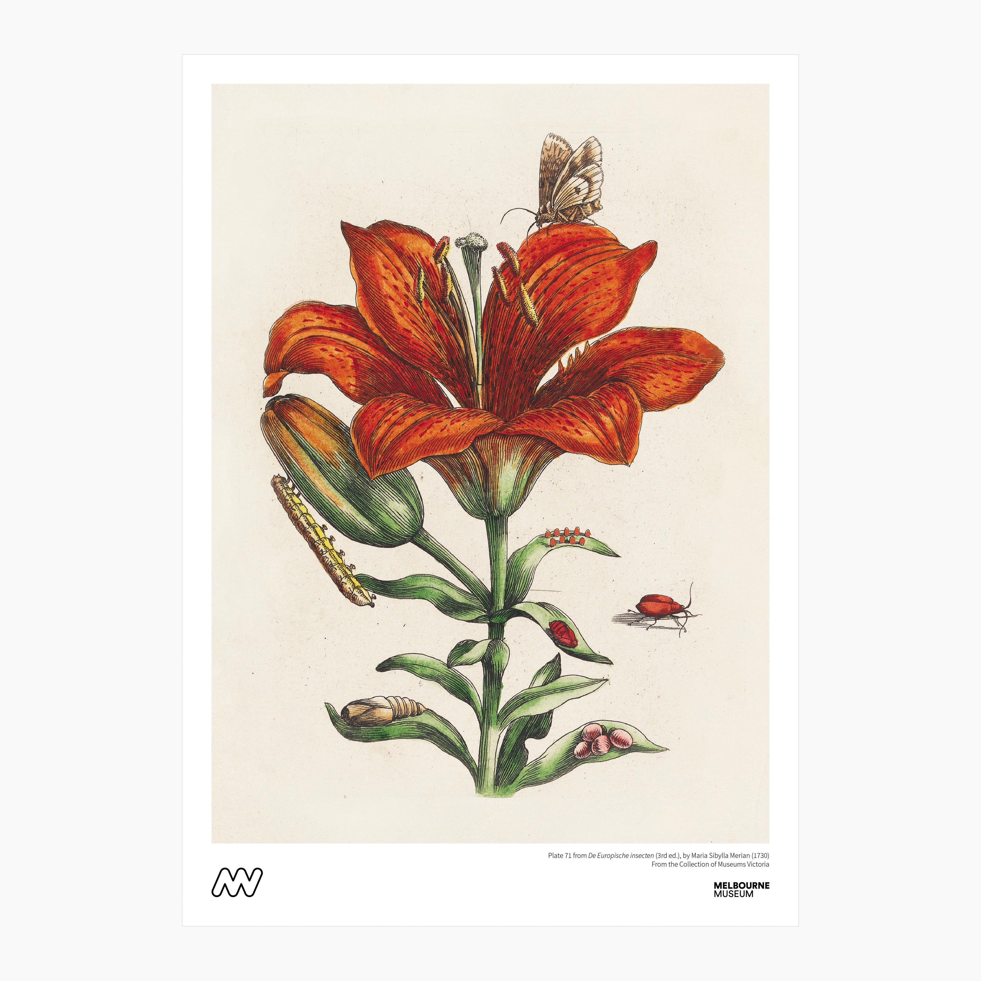 Melbourne Museum Rare Book Print - A4