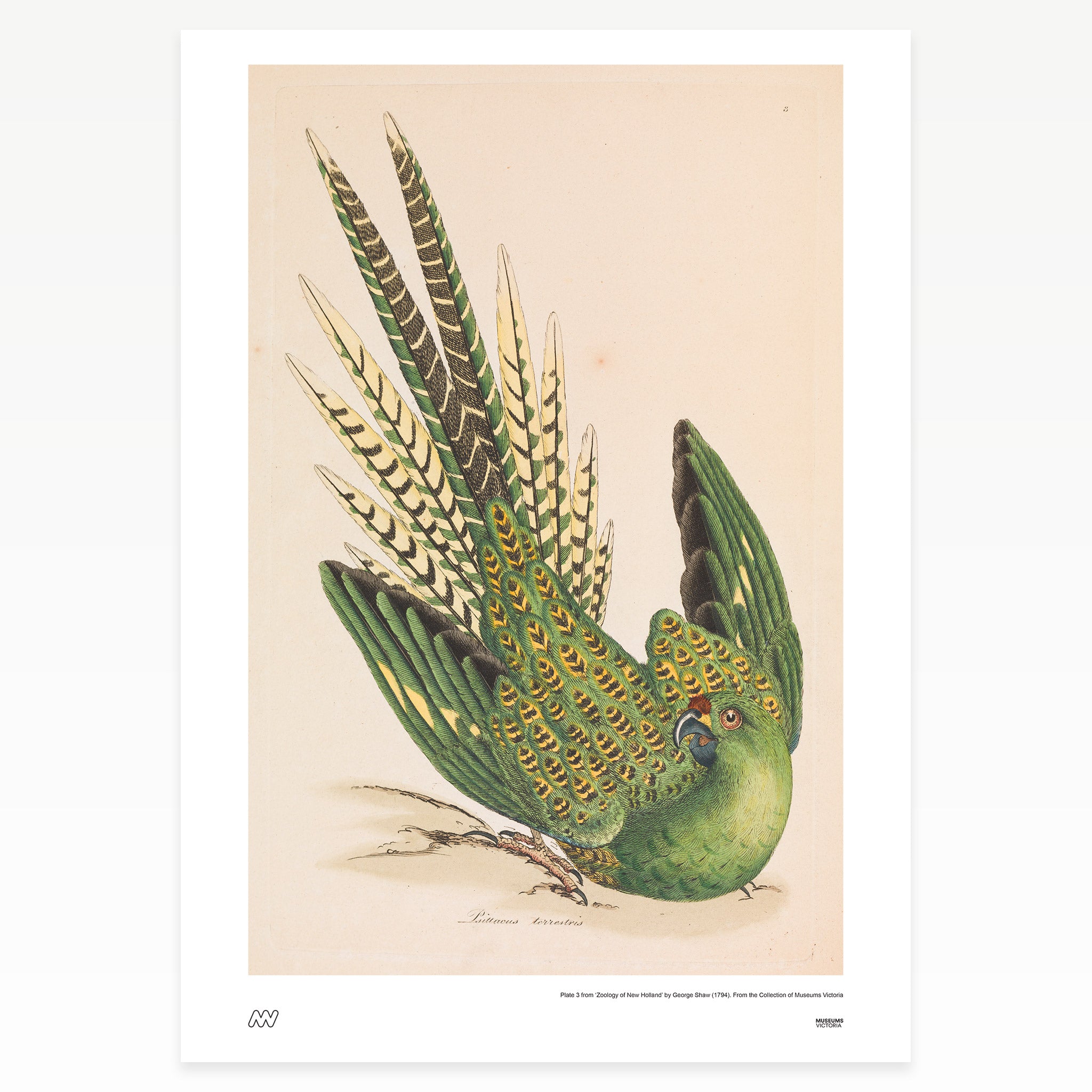 Parrot Rare Book Print - A2