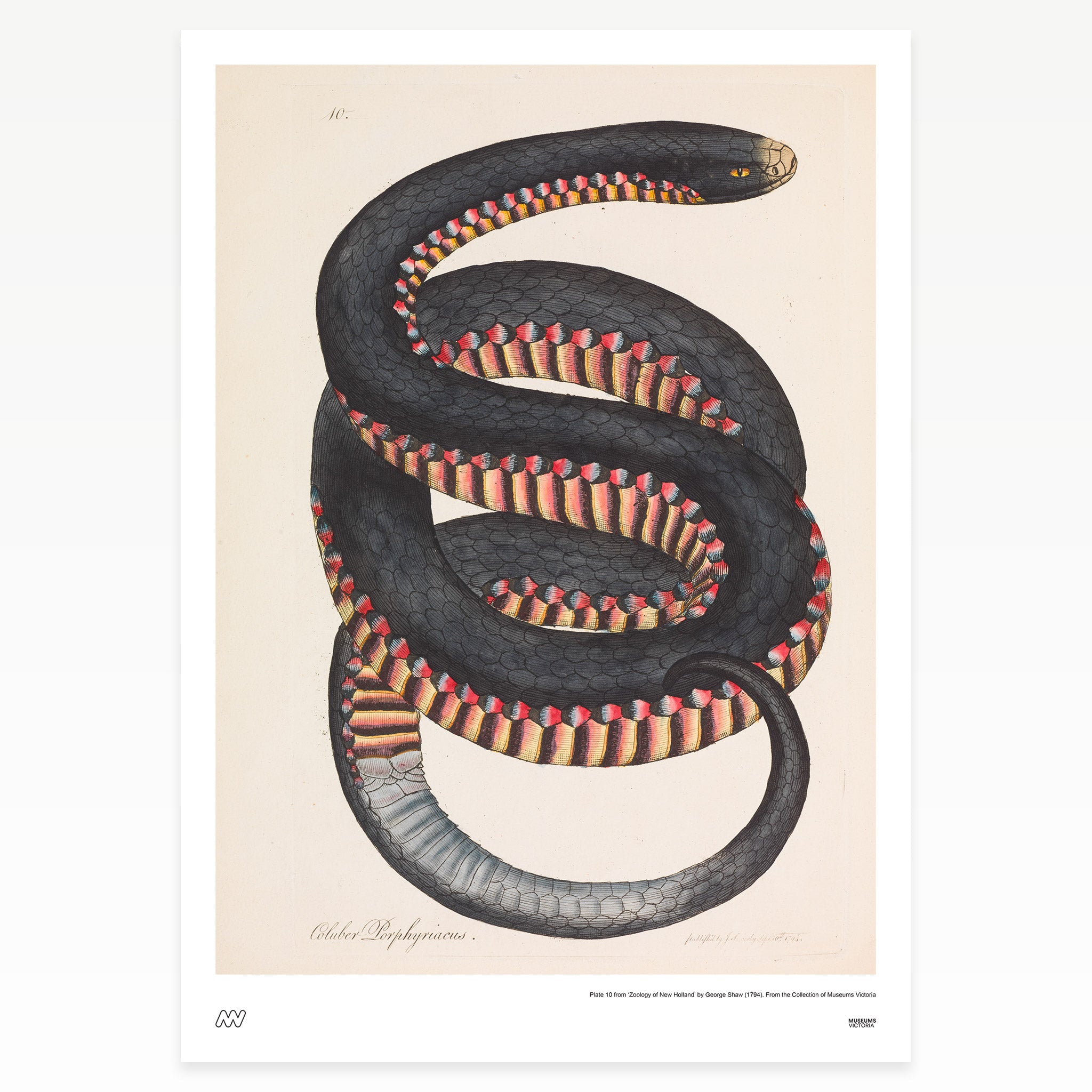 Red-bellied Black Snake Rare Book Print - A2