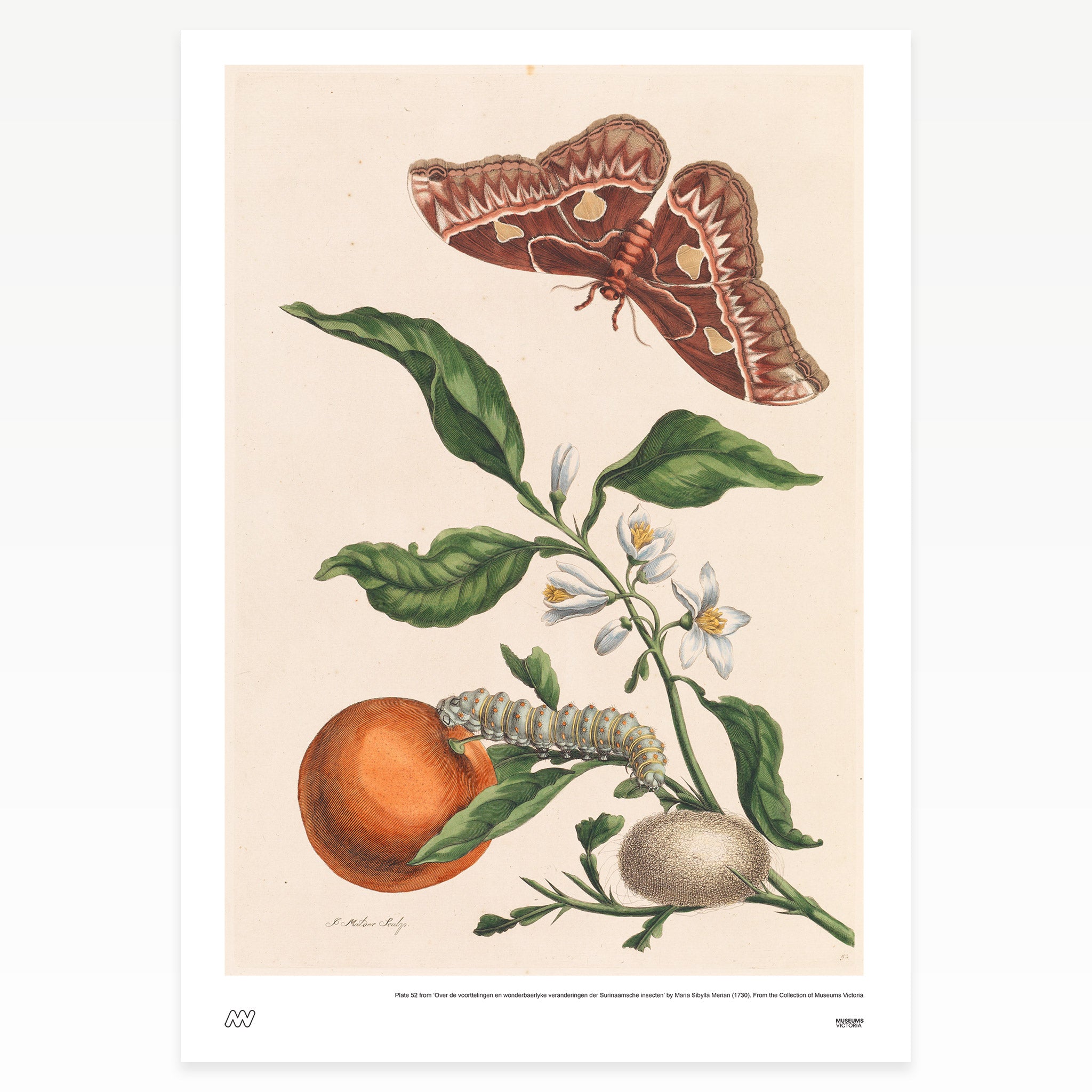 Orange Butterfly Rare Book Print - A2
