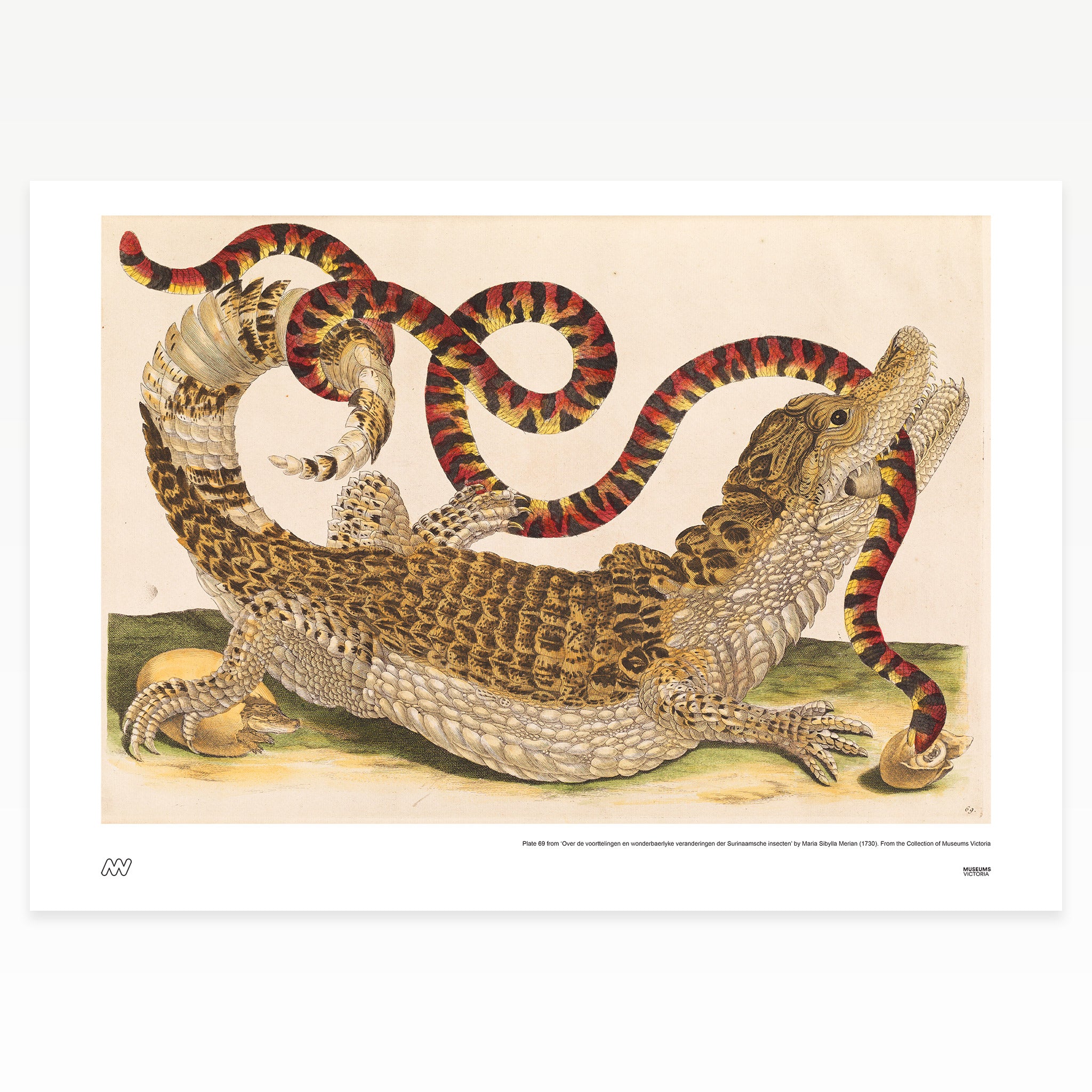 Crocodile Rare Book Print - A2