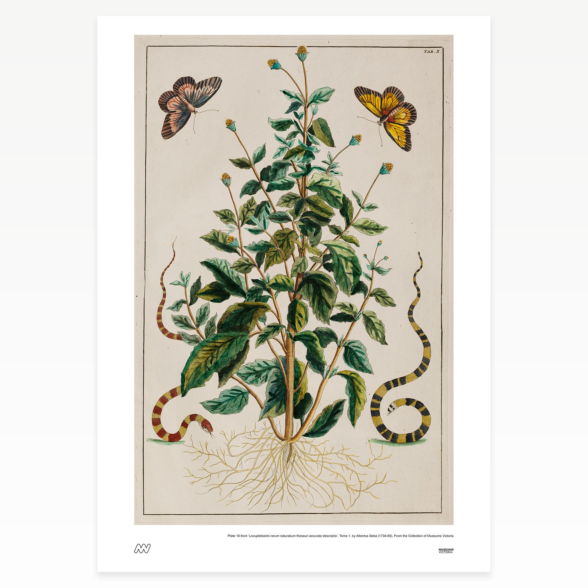 Plants and Animals Rare Book Print - A2
