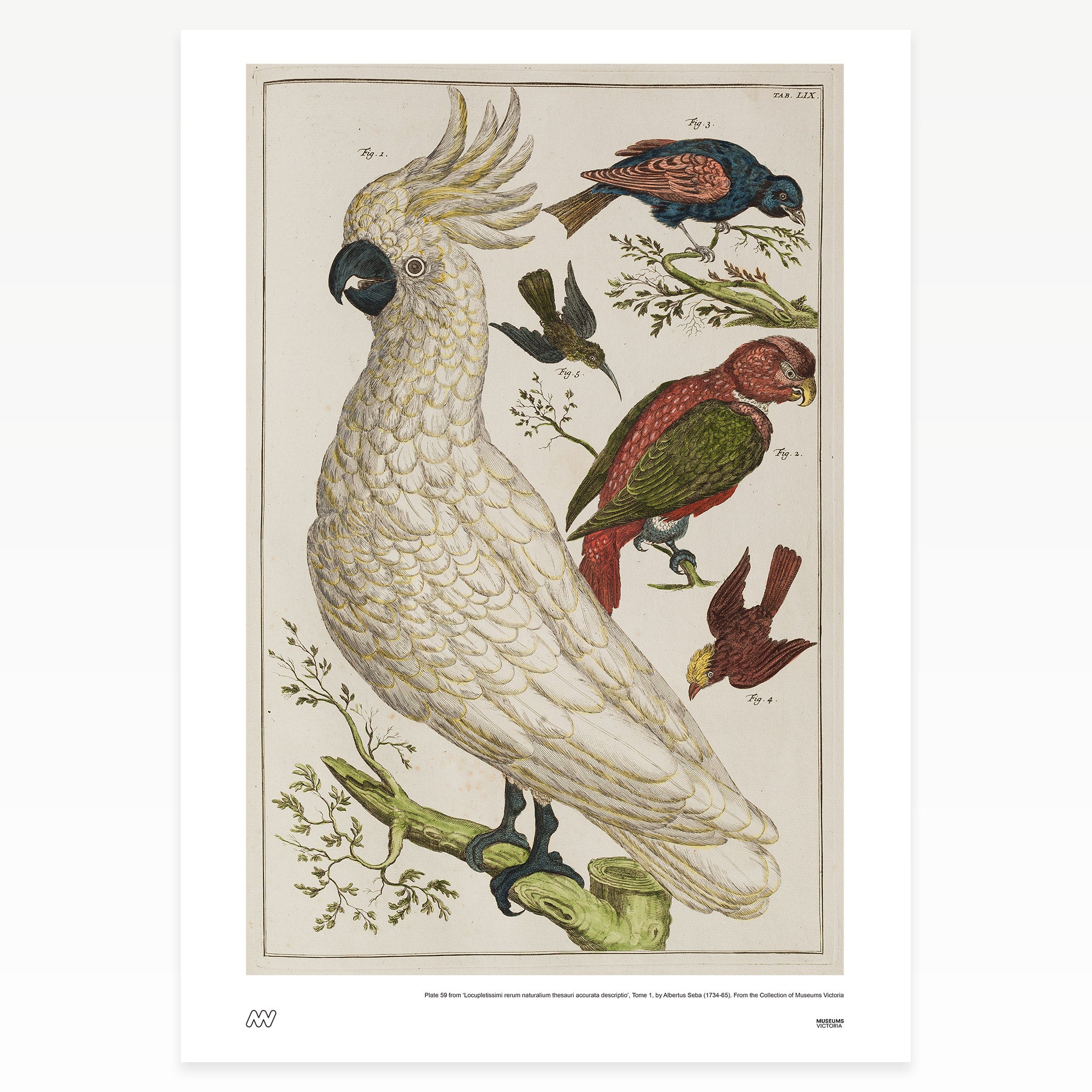 Birds Rare Book Print - A2