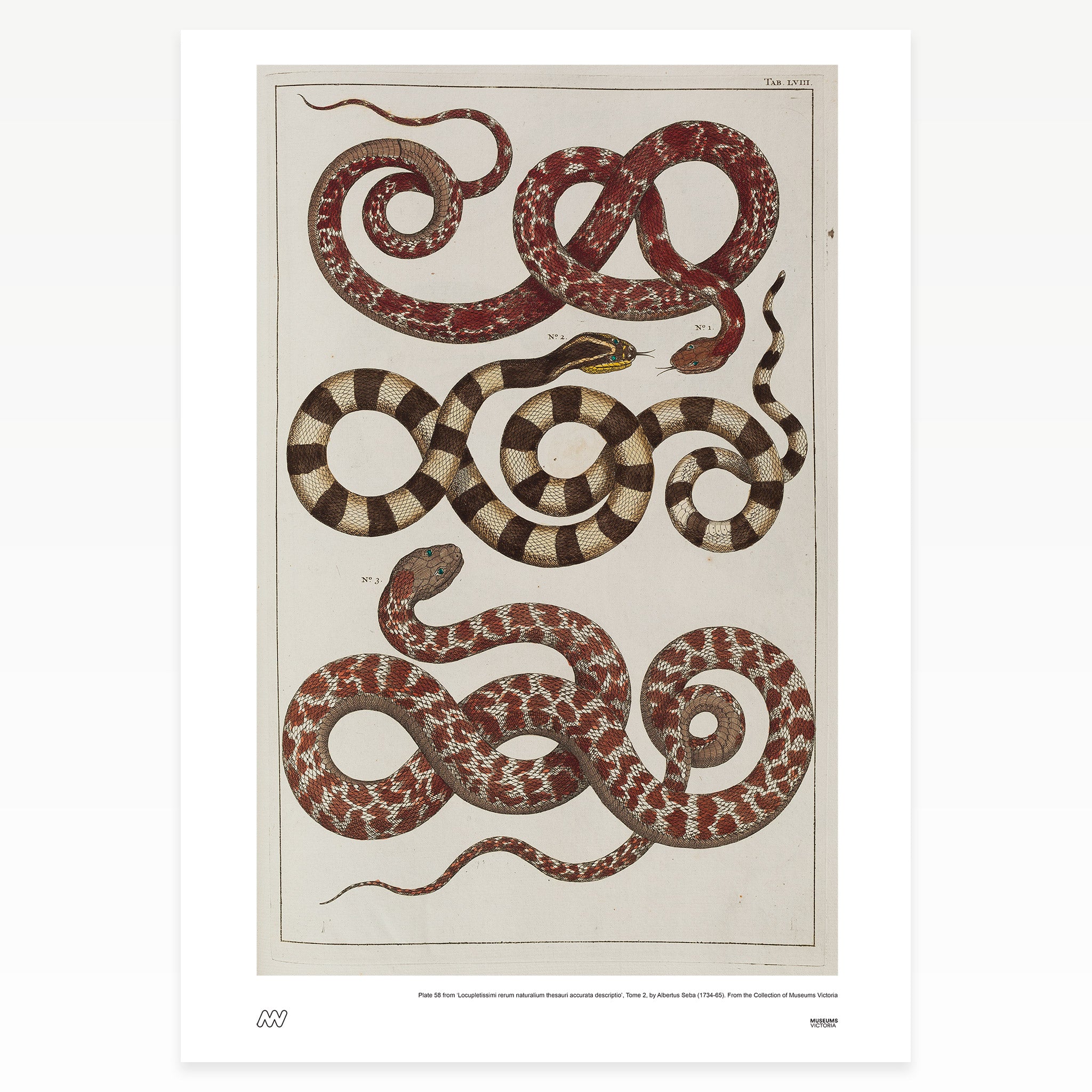 Three Snakes Rare Book Print - A2