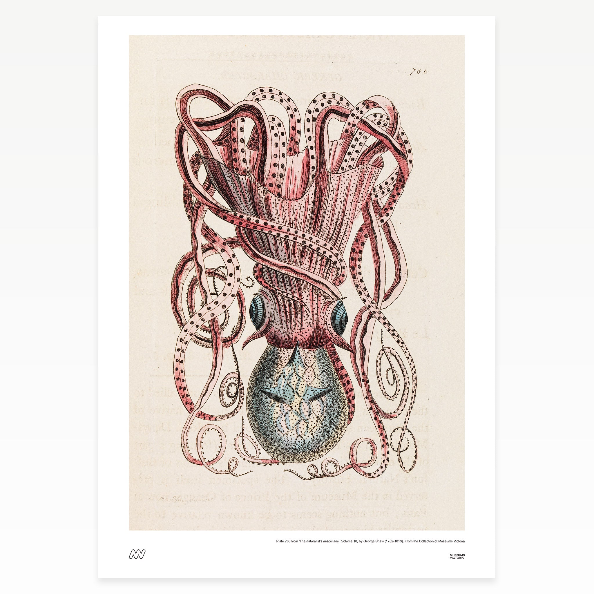 Squid with long coiled tentacles