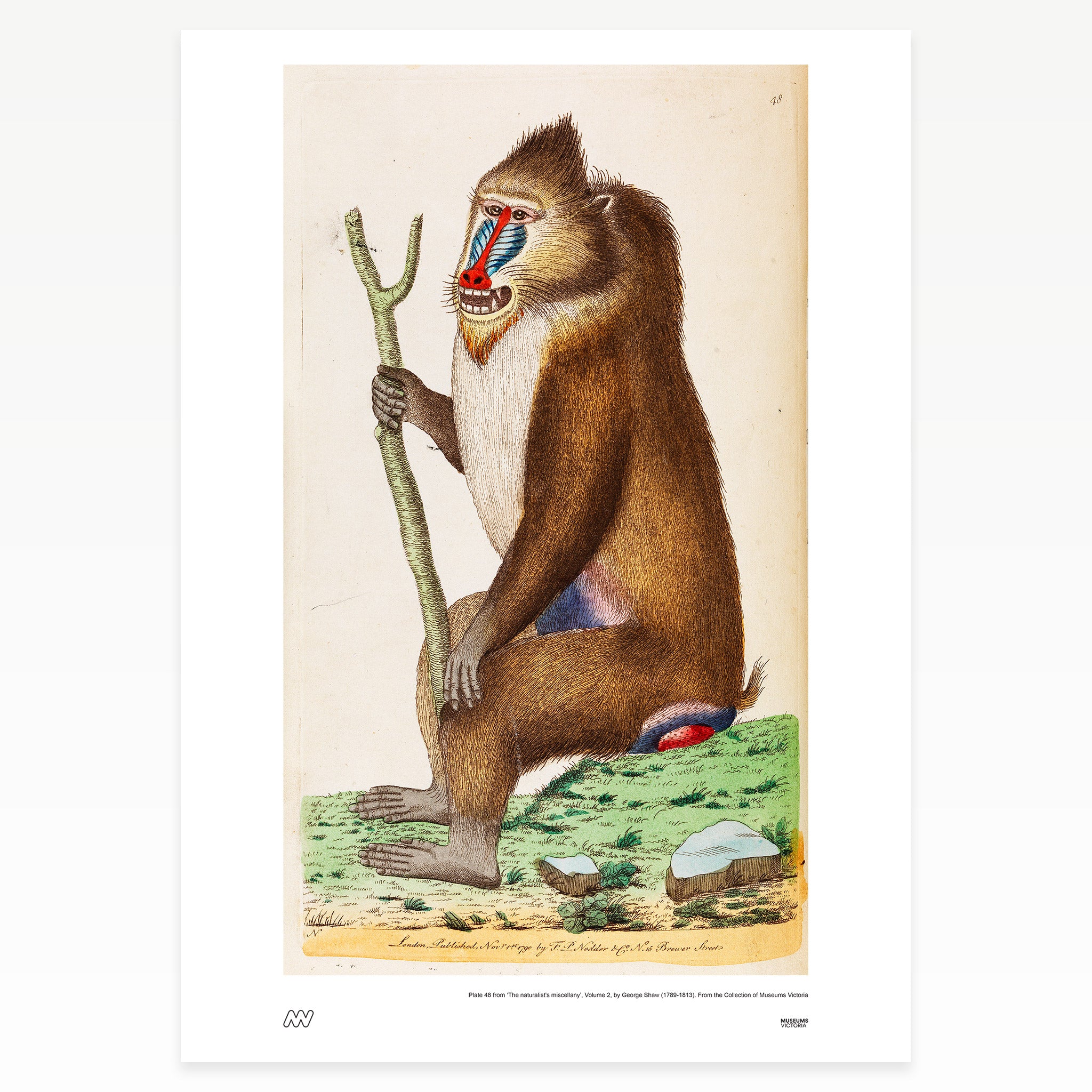 Seated baboon holding a stick